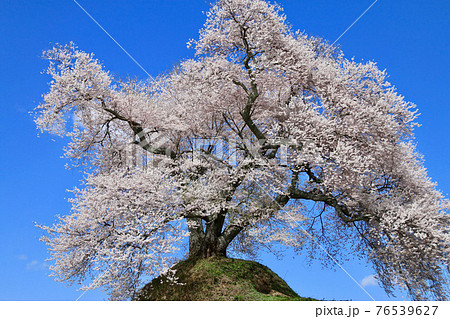 平堂壇の桜（福島県・三春町） 76539627