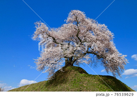 平堂壇の桜(福島県・三春町) 平堂壇の桜(福島県・三春町) 76539629