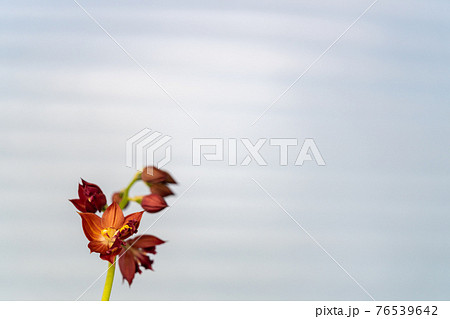 春咲きのエビネ 春咲きのエビネ 76539642