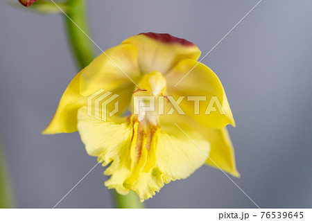 春咲きのエビネ 76539645