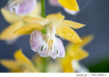 春咲きのエビネ 76539651