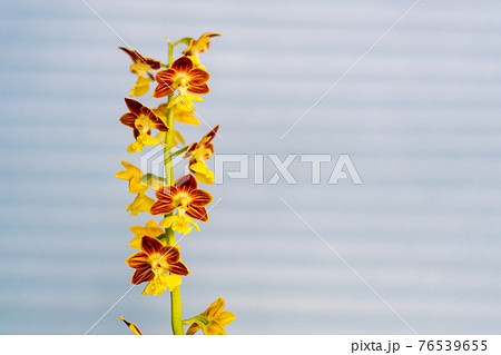 春咲きのエビネ 春咲きのエビネ 76539655