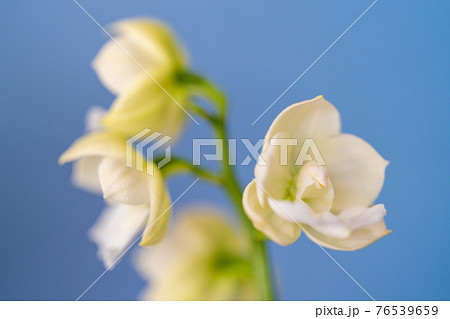 春咲きのエビネ 76539659