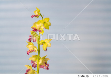 春咲きのエビネ 76539660