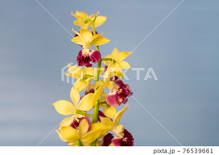 春咲きのエビネ 春咲きのエビネ 76539661