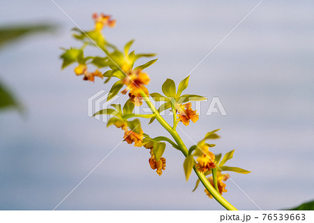 春咲きのエビネ 春咲きのエビネ 76539663