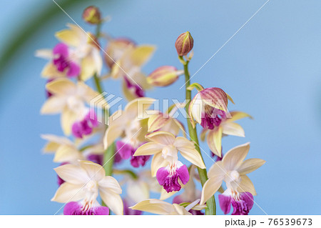 春咲きのエビネ 春咲きのエビネ 76539673