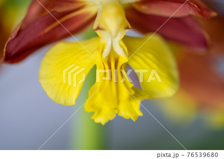 春咲きのエビネ 76539680