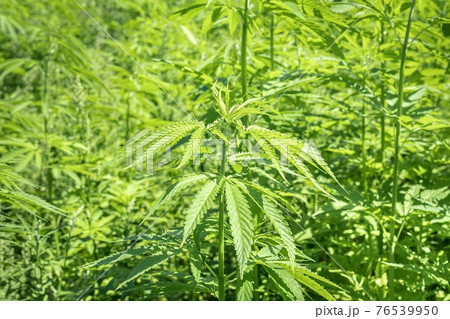 Marijuana plants - cannabis farm field Marijuana plants - cannabis farm field 76539950