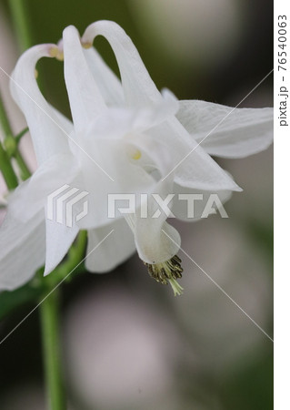 透き通るような白い花の西洋オダマキ クリスタルのアップの写真素材