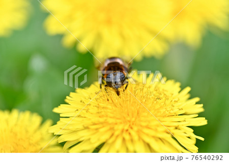オオハナアブ 76540292