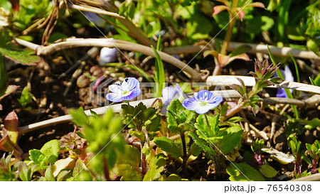 花と植物のある風景＜05＞（雑草の中で小さく花を咲かせるオオイヌノフグリ） 76540308