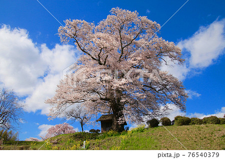 七草木天神桜（福島県・三春町） 76540379