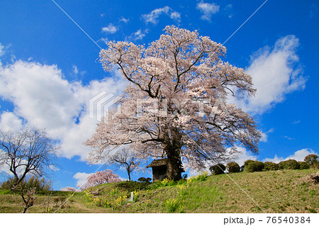 七草木天神桜（福島県・三春町） 76540384