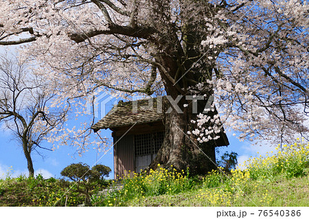 七草木天神桜（福島県・三春町） 76540386