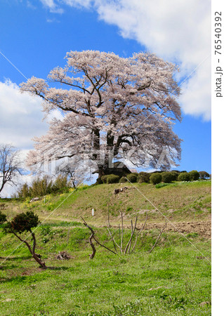七草木天神桜（福島県・三春町） 76540392
