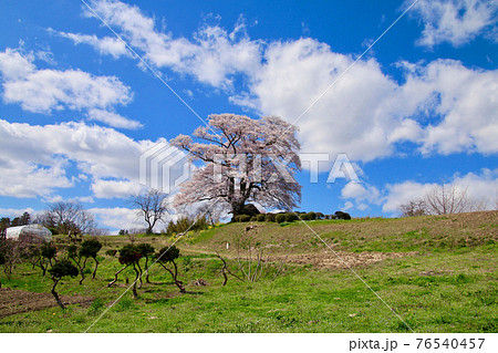 七草木天神桜(福島県・三春町) 七草木天神桜(福島県・三春町) 76540457