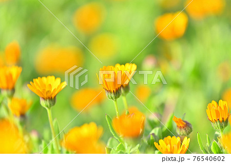 キンセンカ（カレンデュラ） 76540602