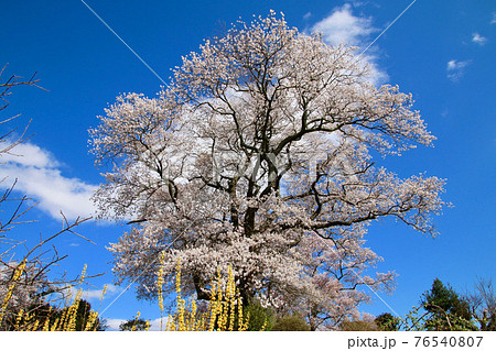 弘法桜（福島県・三春町） 76540807