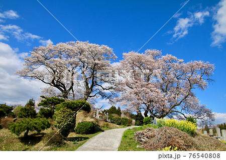 弘法桜(福島県・三春町) 弘法桜(福島県・三春町) 76540808