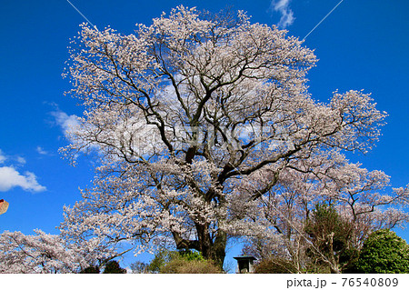 弘法桜（福島県・三春町） 76540809