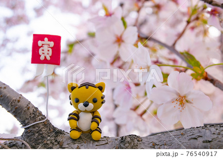 桜とトラ 2022年寅年 年賀状素材 桜とトラ 2022年寅年 年賀状素材 76540917