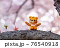 桜とトラ　2022年寅年　年賀状素材 76540918