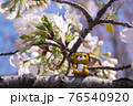 桜とトラ　2022年寅年　年賀状素材 76540920