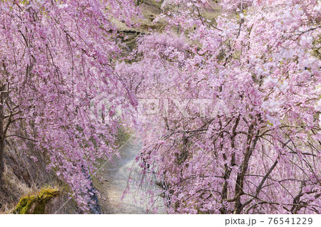 高見の郷 山肌を埋める満開の枝垂れ桜 高見の郷 山肌を埋める満開の枝垂れ桜 76541229