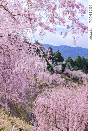 高見の郷　山肌を埋める満開の枝垂れ桜 76541234