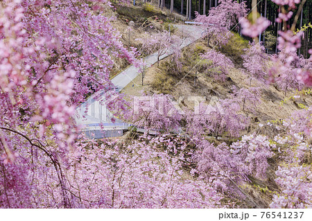 高見の郷　山肌を埋める満開の枝垂れ桜 76541237