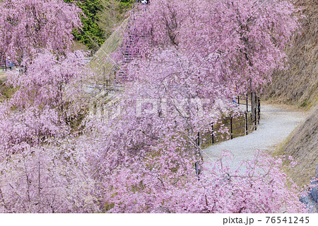 高見の郷 山肌を埋める満開の枝垂れ桜 高見の郷 山肌を埋める満開の枝垂れ桜 76541245