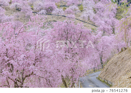 高見の郷　山肌を埋める満開の枝垂れ桜 76541276