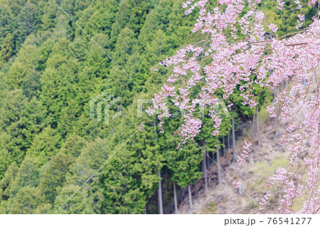 高見の郷 山肌を埋める満開の枝垂れ桜 高見の郷 山肌を埋める満開の枝垂れ桜 76541277