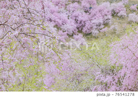 高見の郷 山肌を埋める満開の枝垂れ桜 高見の郷 山肌を埋める満開の枝垂れ桜 76541278