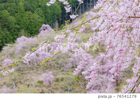 高見の郷 山肌を埋める満開の枝垂れ桜 高見の郷 山肌を埋める満開の枝垂れ桜 76541279