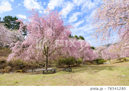 高見の郷 山肌を埋める満開の枝垂れ桜 高見の郷 山肌を埋める満開の枝垂れ桜 76541280
