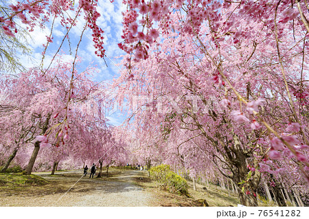 高見の郷 山肌を埋める満開の枝垂れ桜 高見の郷 山肌を埋める満開の枝垂れ桜 76541282