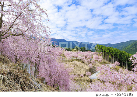 高見の郷 山肌を埋める満開の枝垂れ桜 高見の郷 山肌を埋める満開の枝垂れ桜 76541298