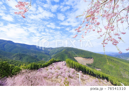 高見の郷 山肌を埋める満開の枝垂れ桜 高見の郷 山肌を埋める満開の枝垂れ桜 76541310