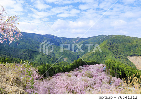 高見の郷 山肌を埋める満開の枝垂れ桜 高見の郷 山肌を埋める満開の枝垂れ桜 76541312