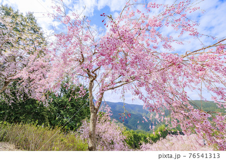 高見の郷 山肌を埋める満開の枝垂れ桜 高見の郷 山肌を埋める満開の枝垂れ桜 76541313