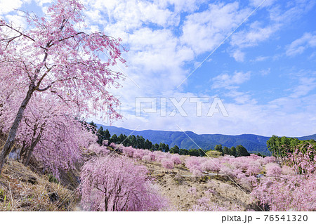 高見の郷 山肌を埋める満開の枝垂れ桜 高見の郷 山肌を埋める満開の枝垂れ桜 76541320