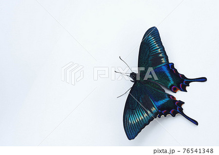ミヤマカラスアゲハ ミヤマカラスアゲハ 76541348