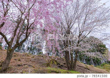 高見の郷　山肌を埋める満開の枝垂れ桜 76541500