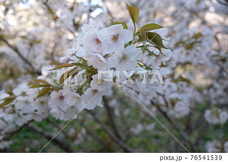 京都仁和寺の風景 76541539