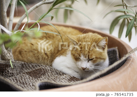 Portrait of stray ginger cat sleeping in flower pot. Cute and shabby homeless animal. Fluffy mammal has a nap. 76541735