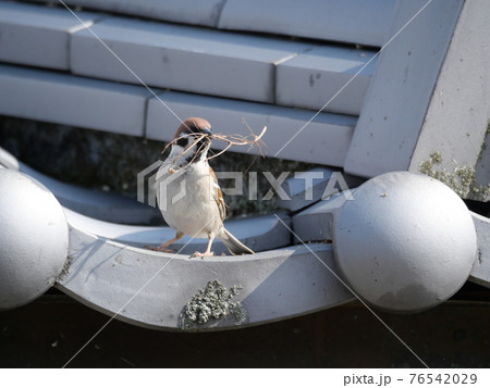 スズメ スズメ 76542029