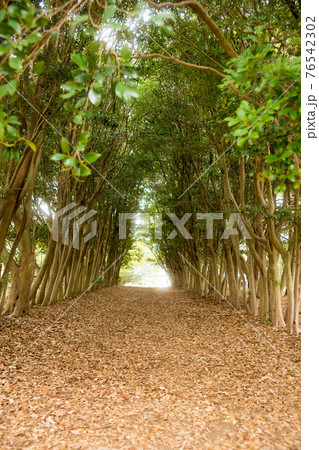 トトロの森 76542302