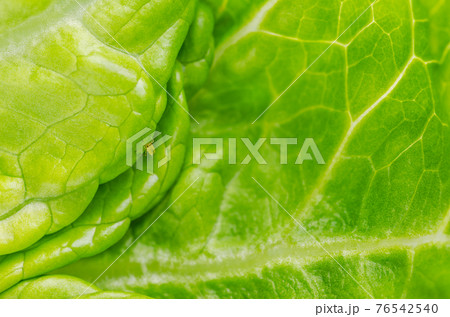 Plant louse on green lettuce leaf. Green aphid, sap-sucking on fresh Romaine lettuce leaf. Greenfly, insect of Aphidoidea family. Destructive, weakening insect pest, on cultivated plants. Macro photo. Plant louse on green lettuce leaf. Green aphid, sap-sucking on fresh Romaine lettuce leaf. Greenfly, insect of Aphidoidea family. Destructive, weakening insect pest, on cultivated plants. Macro photo. 76542540